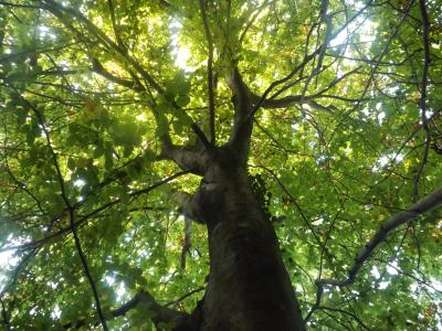Hêtre, Fouteau Fagus sylvatica L., 1753