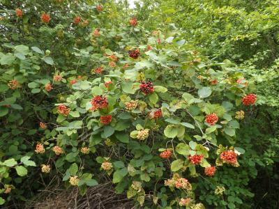 Viorne mancienne Viburnum lantana L., 1753