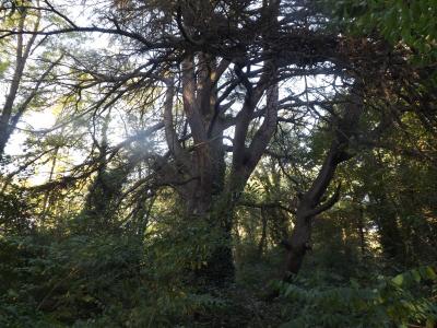  Cedrus 