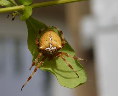  Araneus pallidus Olivier, 1789