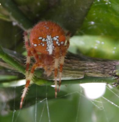  Araneus pallidus Olivier, 1789