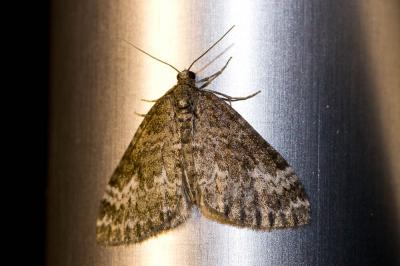 Périzome coupée (La) Perizoma alchemillata (Linnaeus, 1758)