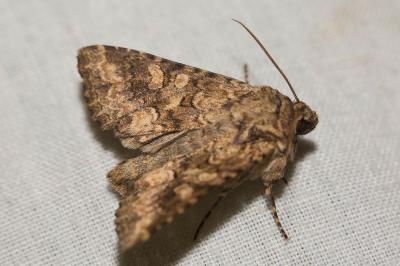 Noctuelle limoneuse (La), Noctuelle des Silènes (L Conisania luteago (Denis & Schiffermüller, 1775)