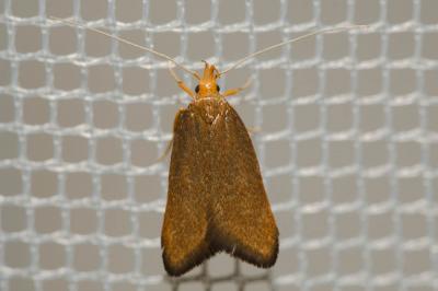  Eurodachtha pallicornella (Staudinger, 1859)