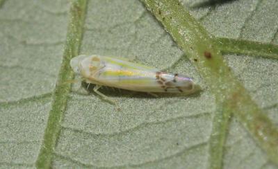  Ribautiana tenerrima (Herrich-Schäffer, 1834)