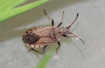  Anoplocerus elevatus (Fieber, 1861)