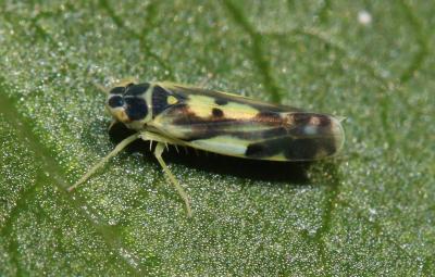  Eupteryx aurata (Linnaeus, 1758)