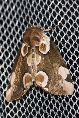 Batis (La) Thyatira batis (Linnaeus, 1758)