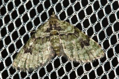 Eupithécie couronnée (L') Chloroclystis v-ata (Haworth, 1809)