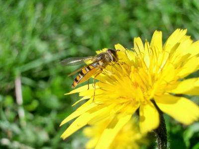  Episyrphus balteatus (De Geer, 1776)