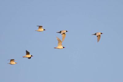 Mouette mélanocéphale Ichthyaetus melanocephalus (Temminck, 1820)