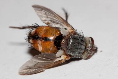  Peleteria rubescens (Robineau-Desvoidy, 1830)
