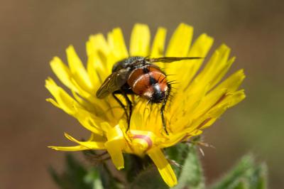  Peleteria rubescens (Robineau-Desvoidy, 1830)