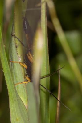 Diphyus quadripunctorius (Müller, 1776)