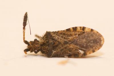  Coriomeris affinis (Herrich-Schäffer, 1839)