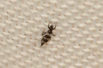  Aeolothrips 