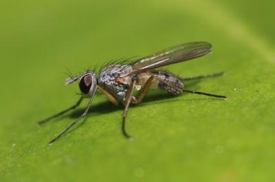  Coenosia testacea (Robineau-Desvoidy, 1830)