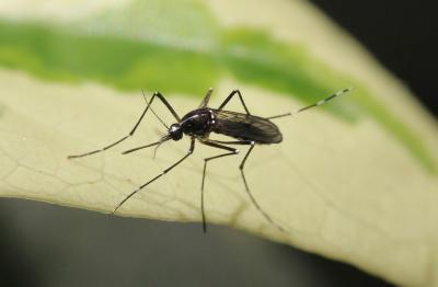 Moustique tigre Aedes albopictus (Skuse, 1894)