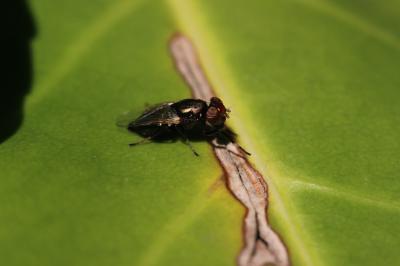  Physiphora alceae (Preyssler, 1791)