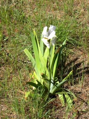 Iris nain, Iris jaunâtre Iris lutescens subsp. lutescens Lam., 1789