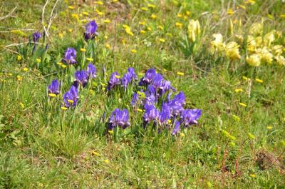 Iris nain, Iris jaunâtre Iris lutescens subsp. lutescens Lam., 1789
