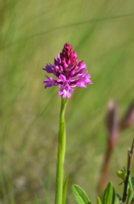 Orchis pyramidal, Anacamptis en pyramide Anacamptis pyramidalis (L.) Rich., 1817