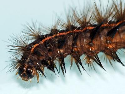 Ecaille tigrée (L') Spilosoma lubricipeda (Linnaeus, 1758)