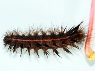 Ecaille tigrée (L') Spilosoma lubricipeda (Linnaeus, 1758)
