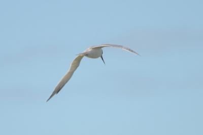Sterne caugek  Thalasseus sandvicensis (Latham, 1787)