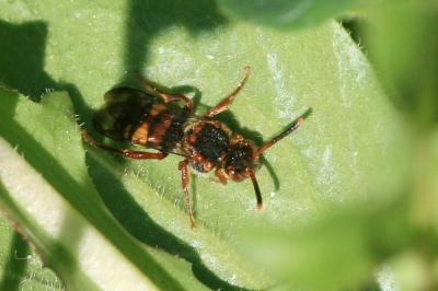  Nomada leucophthalma (Kirby, 1802)