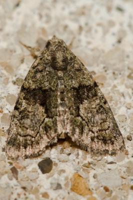 Bryophile des garrigues (La) Cryphia pallida (Bethune-Baker, 1894)