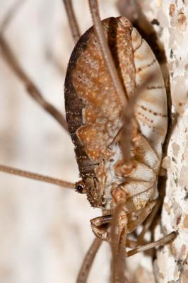  Phalangium opilio Linnaeus, 1758