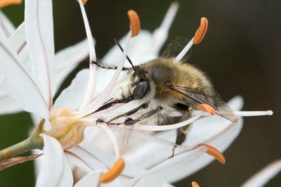 Anthophore commune, Anthophore plumeuse, Anthophor Anthophora plumipes (Pallas, 1772)