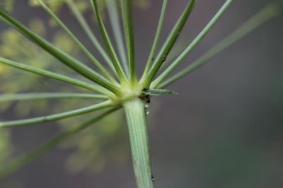 Fenouil de porc, Peucédan officinal Peucedanum officinale L., 1753
