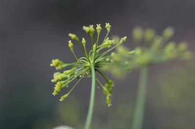 Fenouil de porc, Peucédan officinal Peucedanum officinale L., 1753