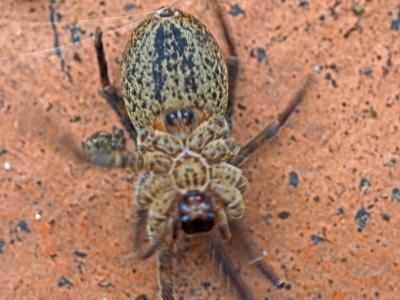 Zoropse à pattes épineuses Zoropsis spinimana (Dufour, 1820)