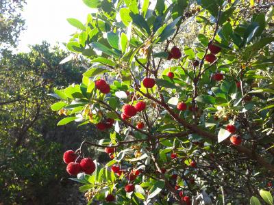 Arbousier commun, Arbre aux fraises Arbutus unedo L., 1753