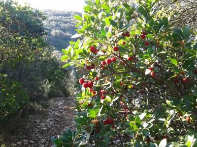 Arbousier commun, Arbre aux fraises Arbutus unedo L., 1753