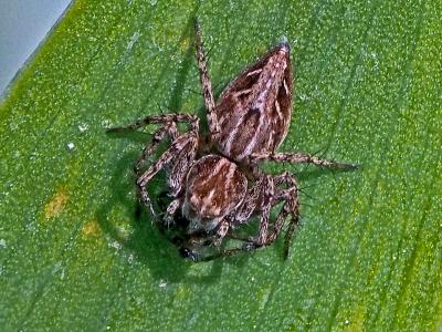 Araignée-lynx Oxyopes heterophthalmus (Latreille, 1804)