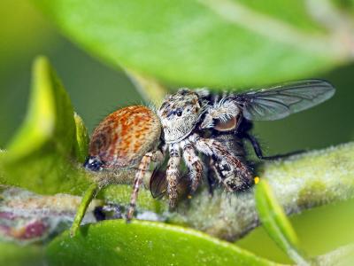  Carrhotus xanthogramma (Latreille, 1819)