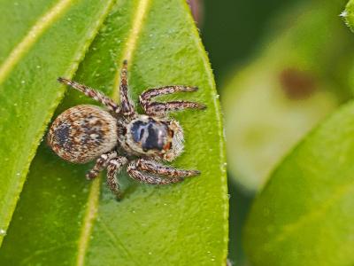  Carrhotus xanthogramma (Latreille, 1819)