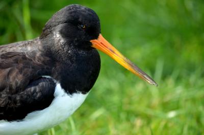 Huîtrier pie Haematopus ostralegus Linnaeus, 1758
