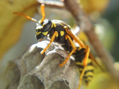  Polistes nimpha (Christ, 1791)