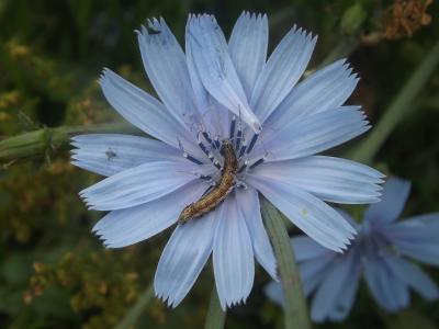 Armigère (L') Helicoverpa armigera (Hübner, 1808)