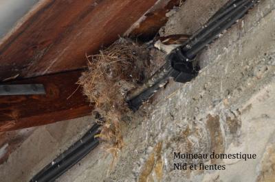 Moineau domestique Passer domesticus (Linnaeus, 1758)
