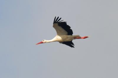 Cigogne blanche Ciconia ciconia (Linnaeus, 1758)
