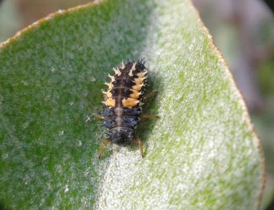 Coccinelle asiatique (la) Harmonia axyridis (Pallas, 1773)