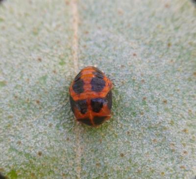 Coccinelle asiatique (la) Harmonia axyridis (Pallas, 1773)
