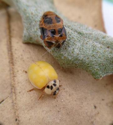 Coccinelle asiatique (la) Harmonia axyridis (Pallas, 1773)