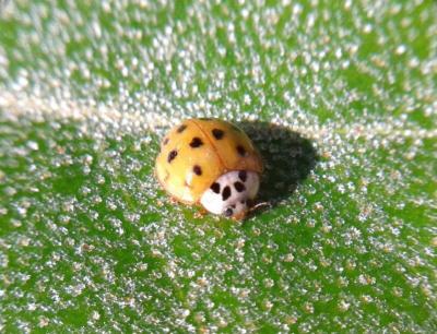 Coccinelle asiatique (la) Harmonia axyridis (Pallas, 1773)